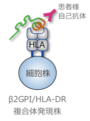 β2GPI/HLA-DR複合体発現株